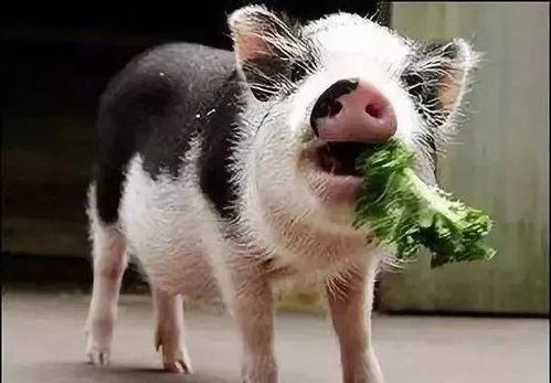 小香猪吃羊角瓜视频播放,萌态十足引网友热议