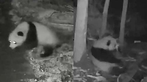 奶牛猫吃瓜的视频大全,萌宠欢乐时光