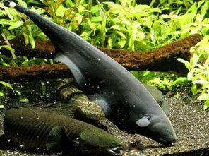 带你吃瓜毒蛇电鳗视频,带你探秘毒蛇电鳗的生存奥秘