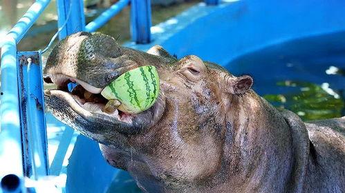 搞笑配音河马吃瓜视频,笑料横生，配音搞笑，欢乐无限